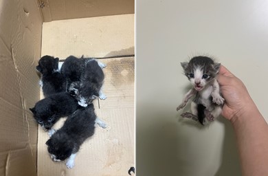 보호중 한국 고양이…